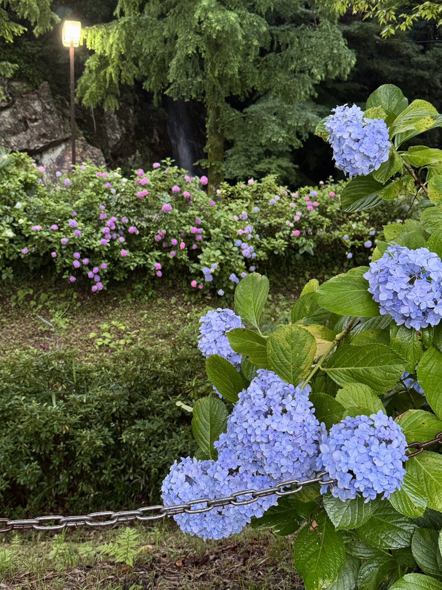 Хорошо гуляется в дождь