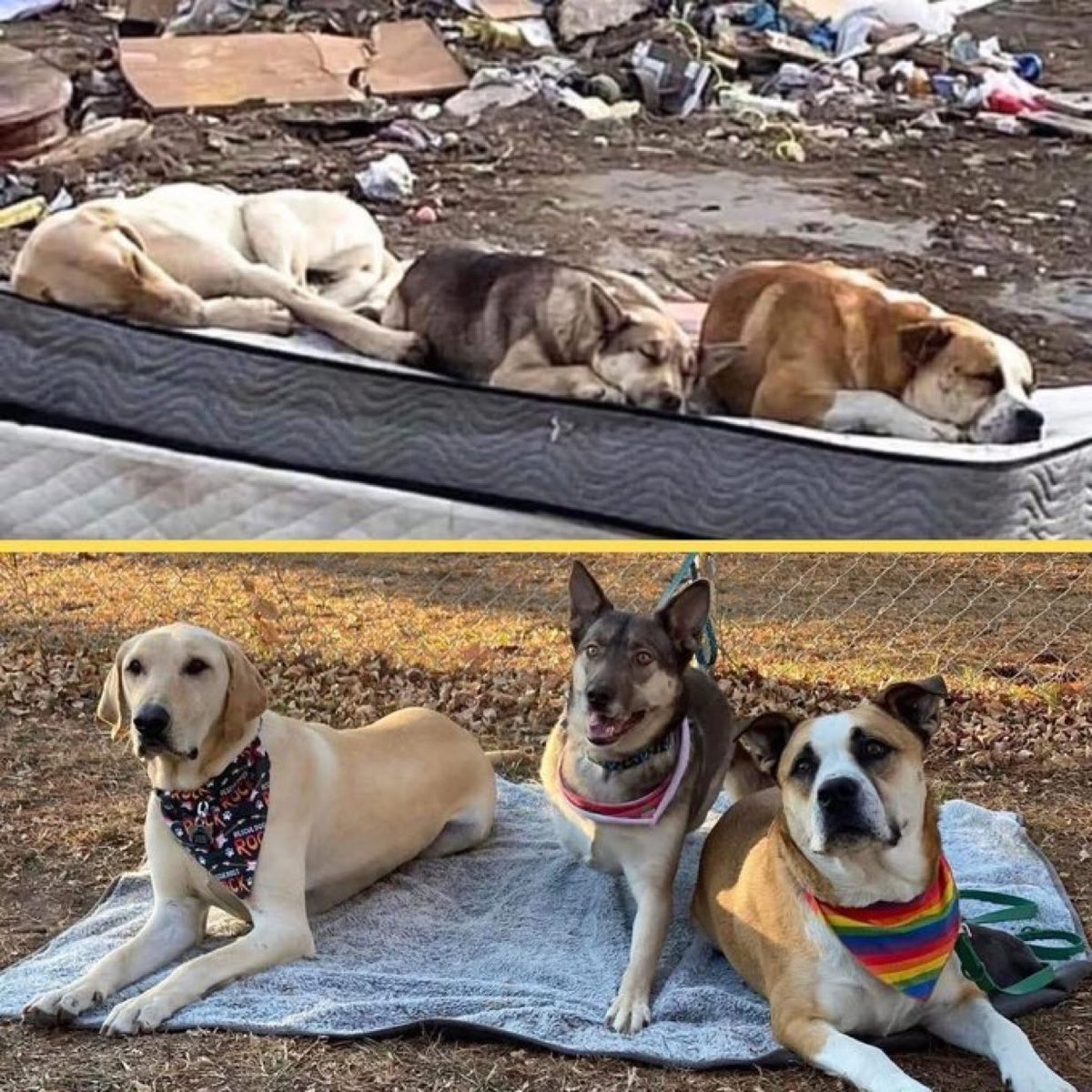 Çöplükten kurtarılan köpekler, bir yıl sonra aileleri tarafından yeniden bir araya getirilerek dokunaklı bir fotoğraf oluşturdular.