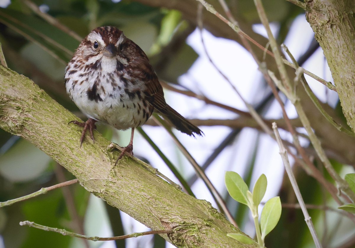 Song Sparrow (Ireland’s First) East End Garden, Tory Island, Co. Donegal on 23rd, June, 2025.
Great find by Robert Vaughan.