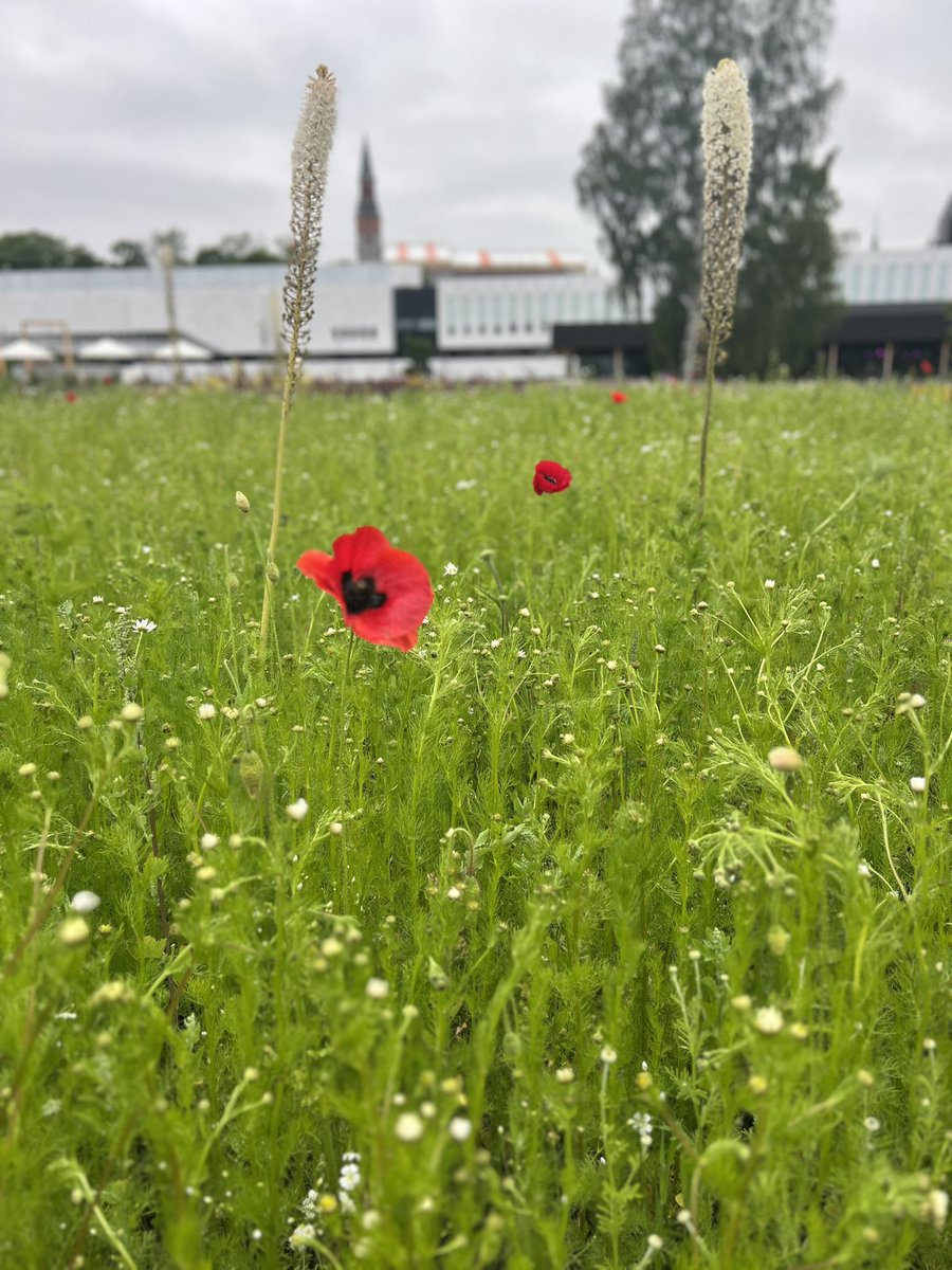 Morning walks in Europe have been one of the best parts of this journey. Each day at 6:30 AM, a few of us meet in the hotel lobby and choose a new direction to explore. 🧭✨
Today’s path in Finland led us to the historic 1952 Olympic Stadium and through some of the most peaceful