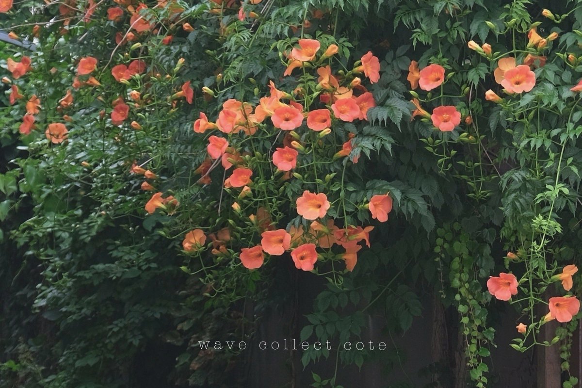 𝚌𝚘𝚝𝚎 tweet media