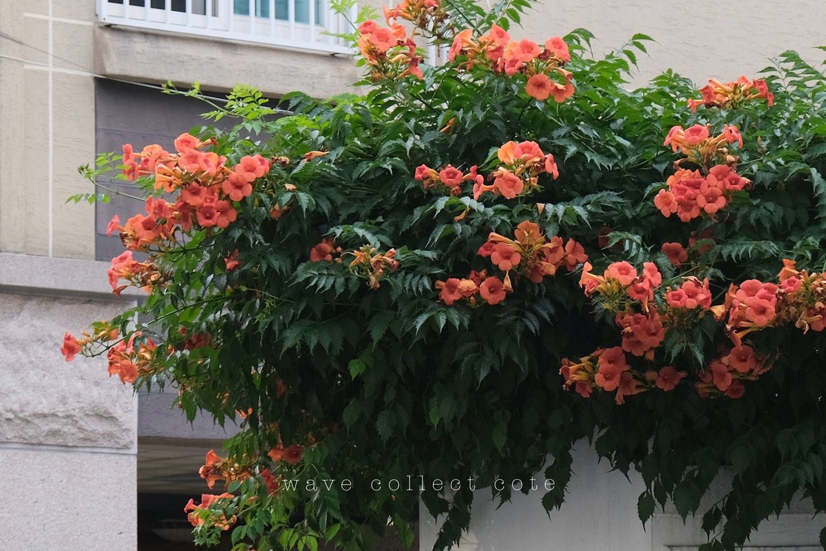 𝚌𝚘𝚝𝚎 tweet media