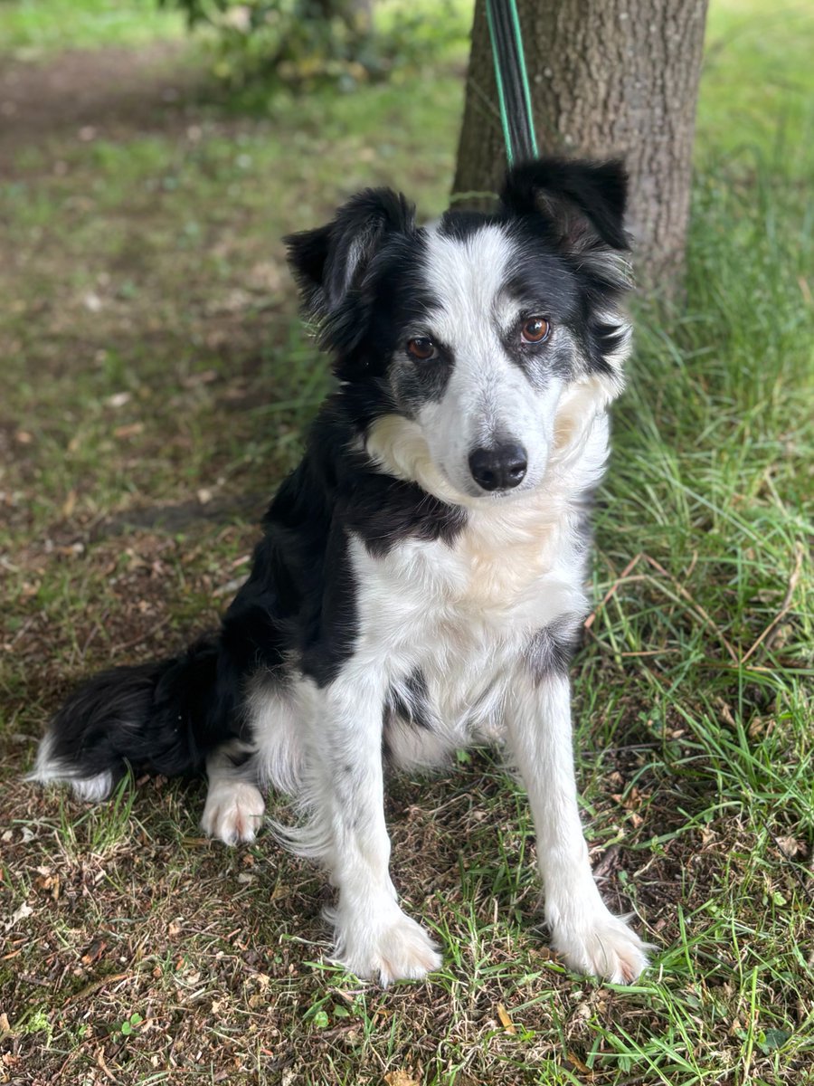 BCTGB's tweet image. ๐พAngel is a beautiful 10-year-old tri-coloured Border Collie is ready for a fresh start in a quiet, understanding home where she can enjoy the love and stability sheโs missed out on for so long. ๐ก
๐ฉ To learn more about adoption: bordercollietrustgb.org.uk/rehoming