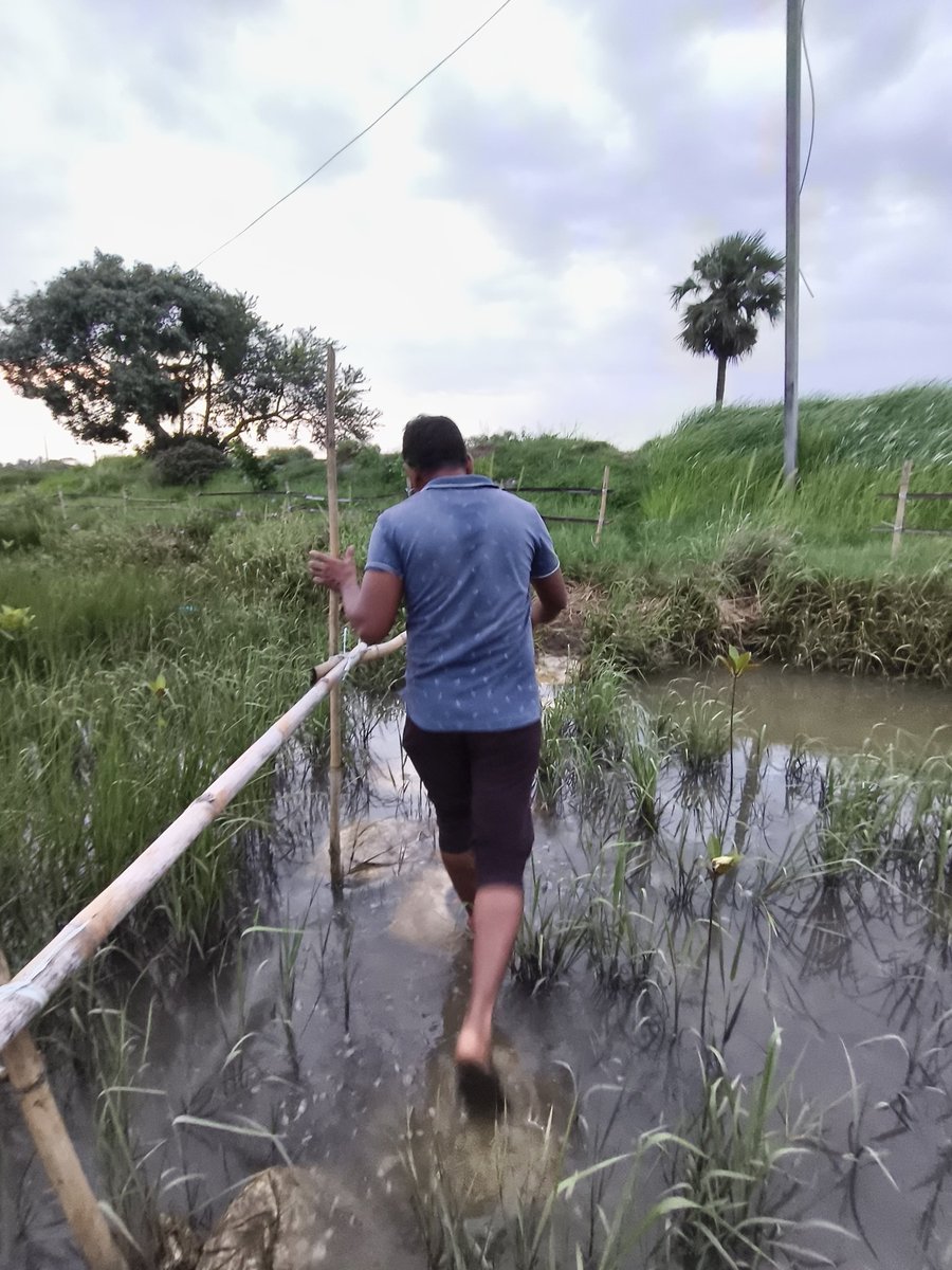 Soumya Ranjan Biswal 🇺🇳🇮🇳 (@soumyamarinewl) on Twitter photo Visited our new mangrove restoration site this evening with Sabuja Sakha President Shri. Ramakant Bastia to review progress under our Million Mangroves by 2030 initiative.
A joint initiative by OPSA Trust, Sabuja Sakha and Odia Daily <a href="/DharitriLive1/">Dharitri Live</a>.
#OdishaCoast #ClimateAction Visited our new mangrove restoration site this evening with Sabuja Sakha President Shri. Ramakant Bastia to review progress under our Million Mangroves by 2030 initiative.
A joint initiative by OPSA Trust, Sabuja Sakha and Odia Daily <a href="/DharitriLive1/">Dharitri Live</a>.
#OdishaCoast #ClimateAction