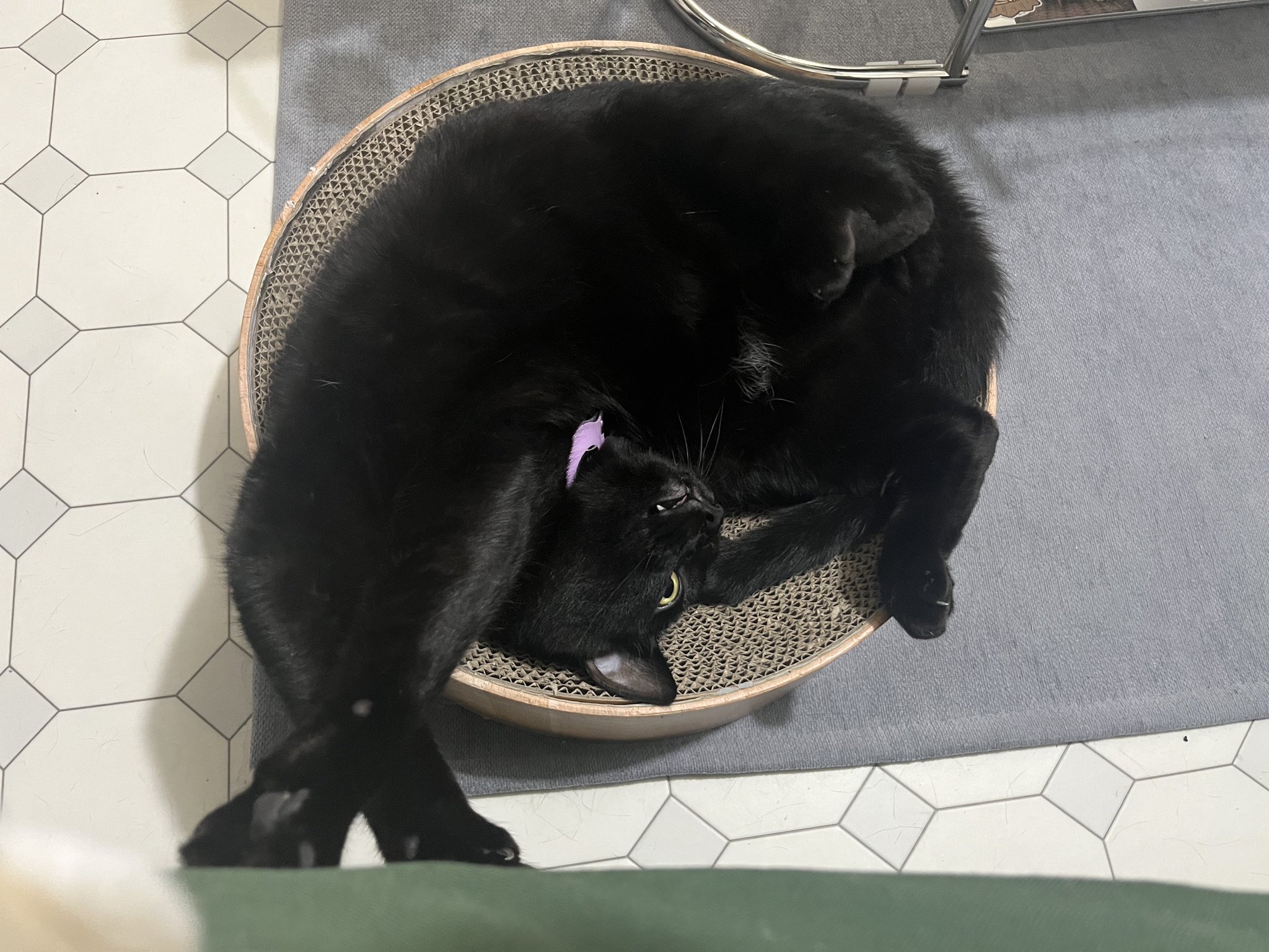 猫じゃらし様♡ありがとうございます♡