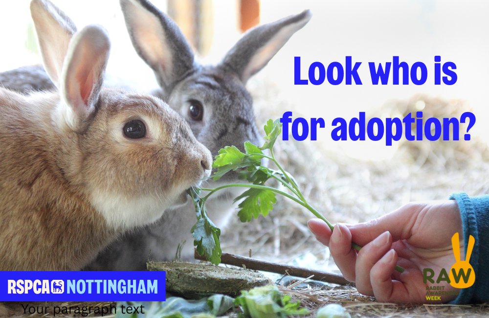 Our neighbouring branches all have bunnies looking for new homes!
rspca-radcliffe.org.uk/animals/rabbit…
rspcaderby.org.uk
chesterfield-rspca.org.uk/rabbits/
rspca-lincoln.org.uk/animal-categor…
If you are interested in adopting, please have a look at the above sites.