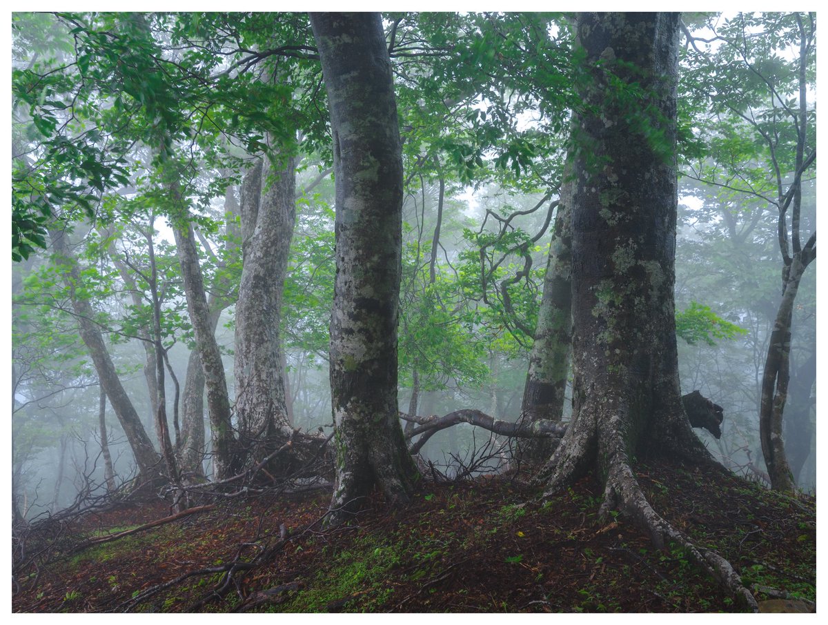 TT__Photo's tweet image. 霧の中へ