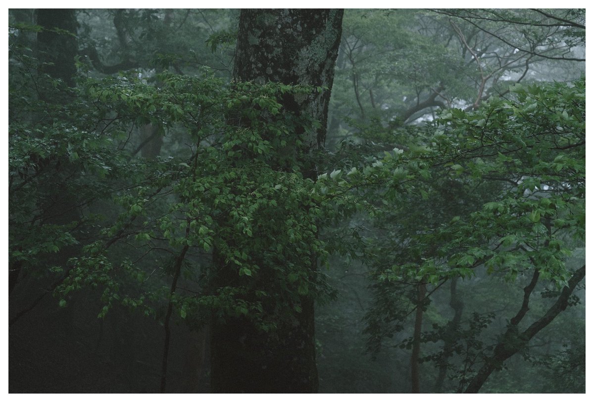 TT__Photo's tweet image. 霧の中へ