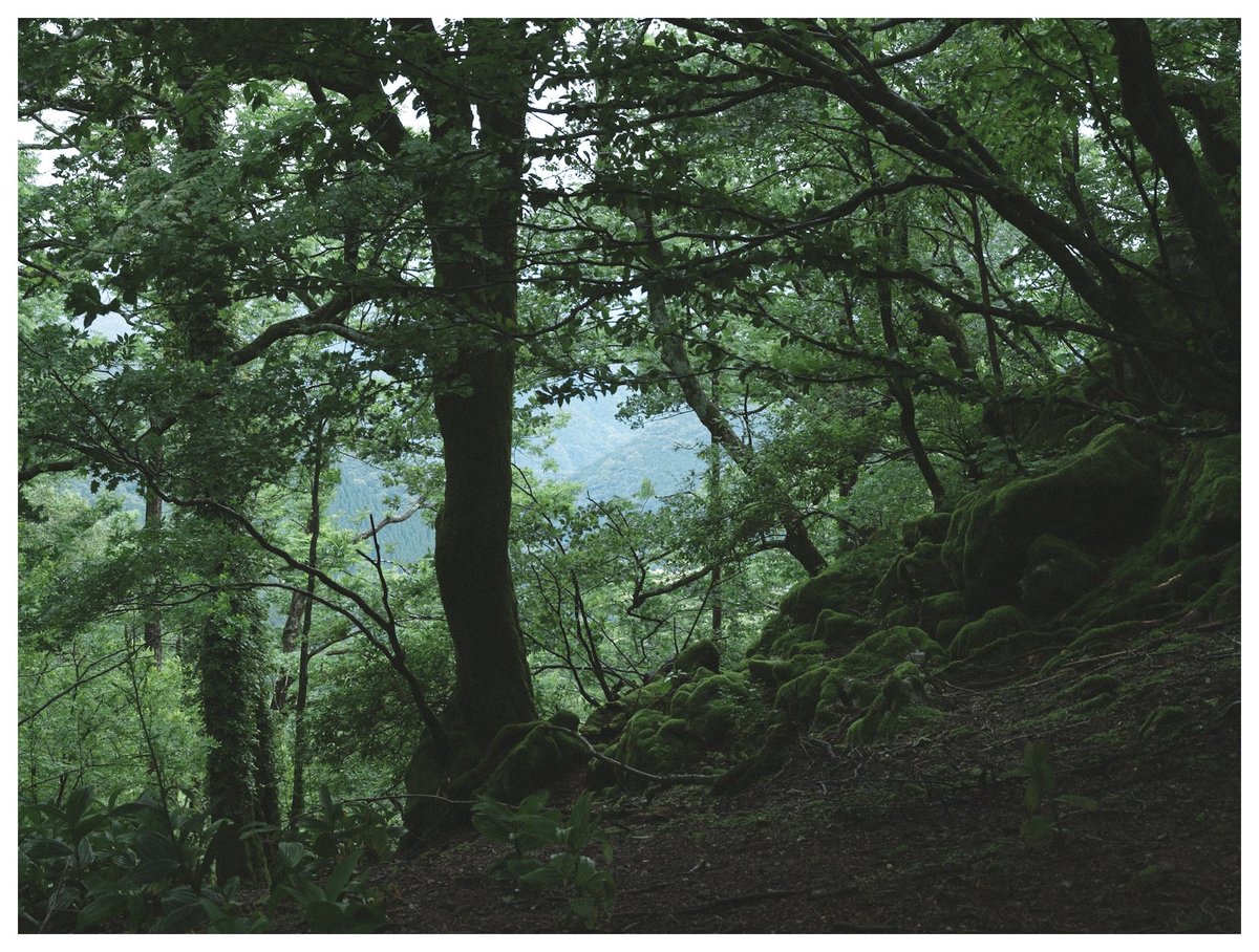 TT__Photo's tweet image. 霧の中へ