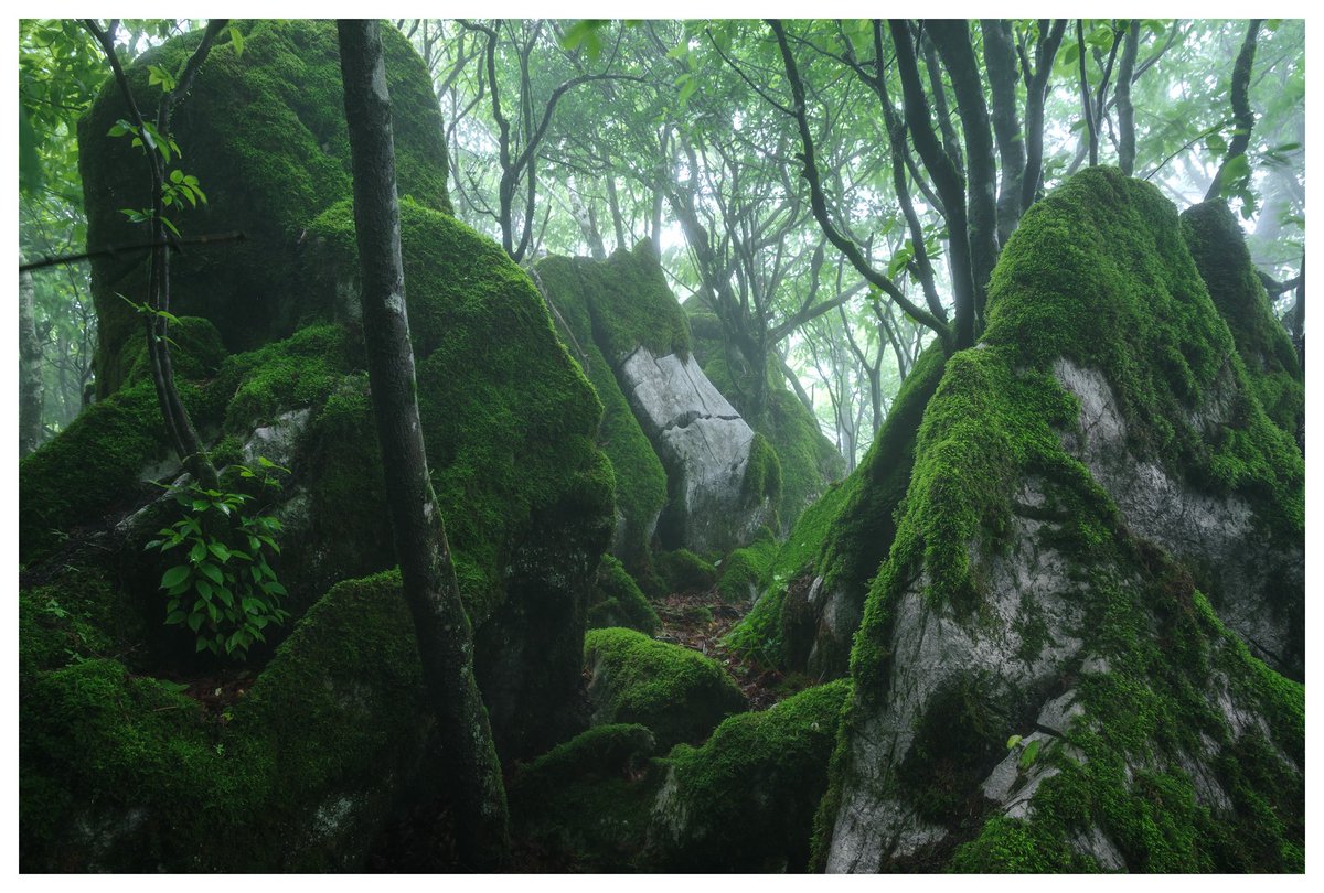 TT__Photo's tweet image. 霧の中へ