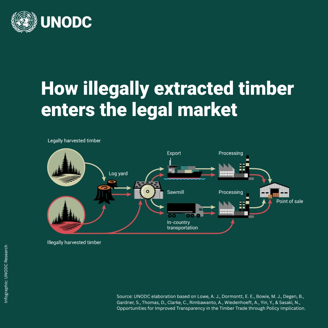 UNODC_ENV's tweet image. Regulations to fight illegal timber trade have mixed results - while they curb illegal sourcing, they often cause a "balloon effect," shifting harm to new areas.
Learn about new laundering tactics, like mixing timber with bamboo or metals: bit.ly/3RGuFCA
#endENVcrime
