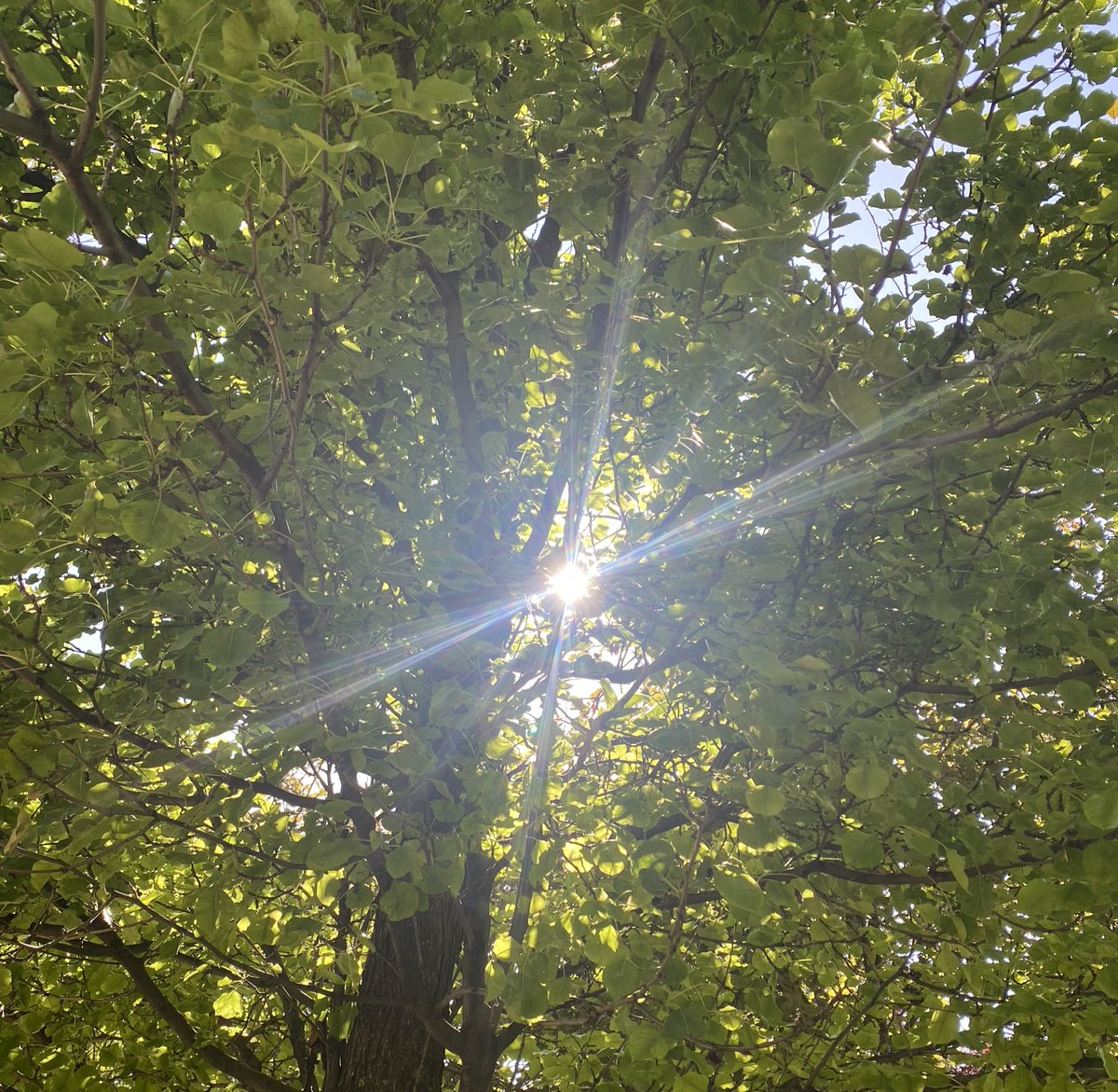 aytacky's tweet photo. güneşin kalbi💛 https://t.co/l6hgv6gGsC