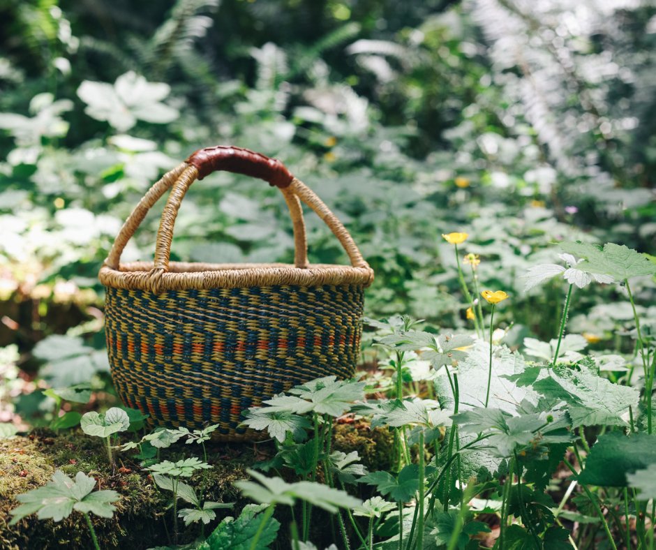 🌿 Before you collect plants along Florida's roadsides, state parks &amp; public lands, check if they are listed as a protected species! 

Certain native plants are part of Florida's Regulated Plant Index and need a state permit for collection.

Learn more: fdacs.gov/Agriculture-In…