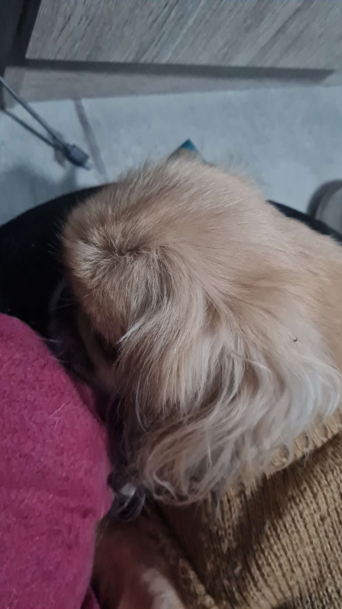 Please help if you can T^T my dog needs an operation that would end up costing 1600 USD... Please if you can help in ANY way it would be greatly appreciated... He's my best friend😭
streamelements.com/tomobean/tip 
vgen.co/Tomobean 
#emergency #help #donate