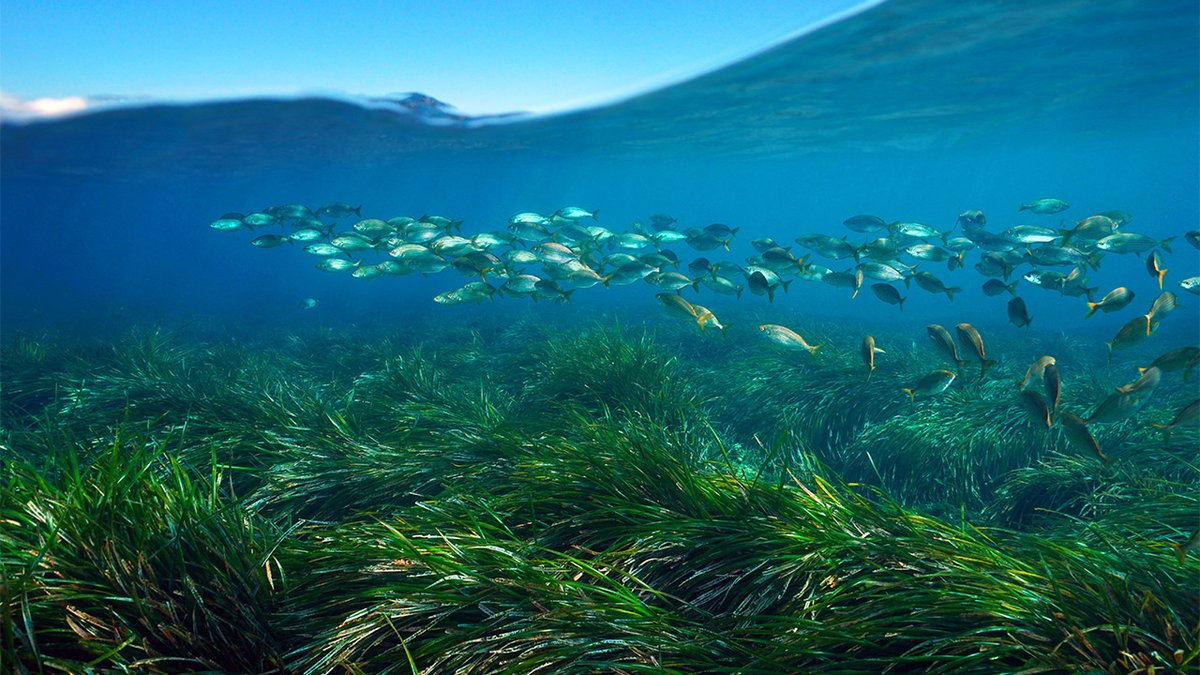 PlymUni's tweet image. University experts contribute to new TV series helping to unlock Secrets of the Sea 🌊🐠plymouth.ac.uk/news/universit…