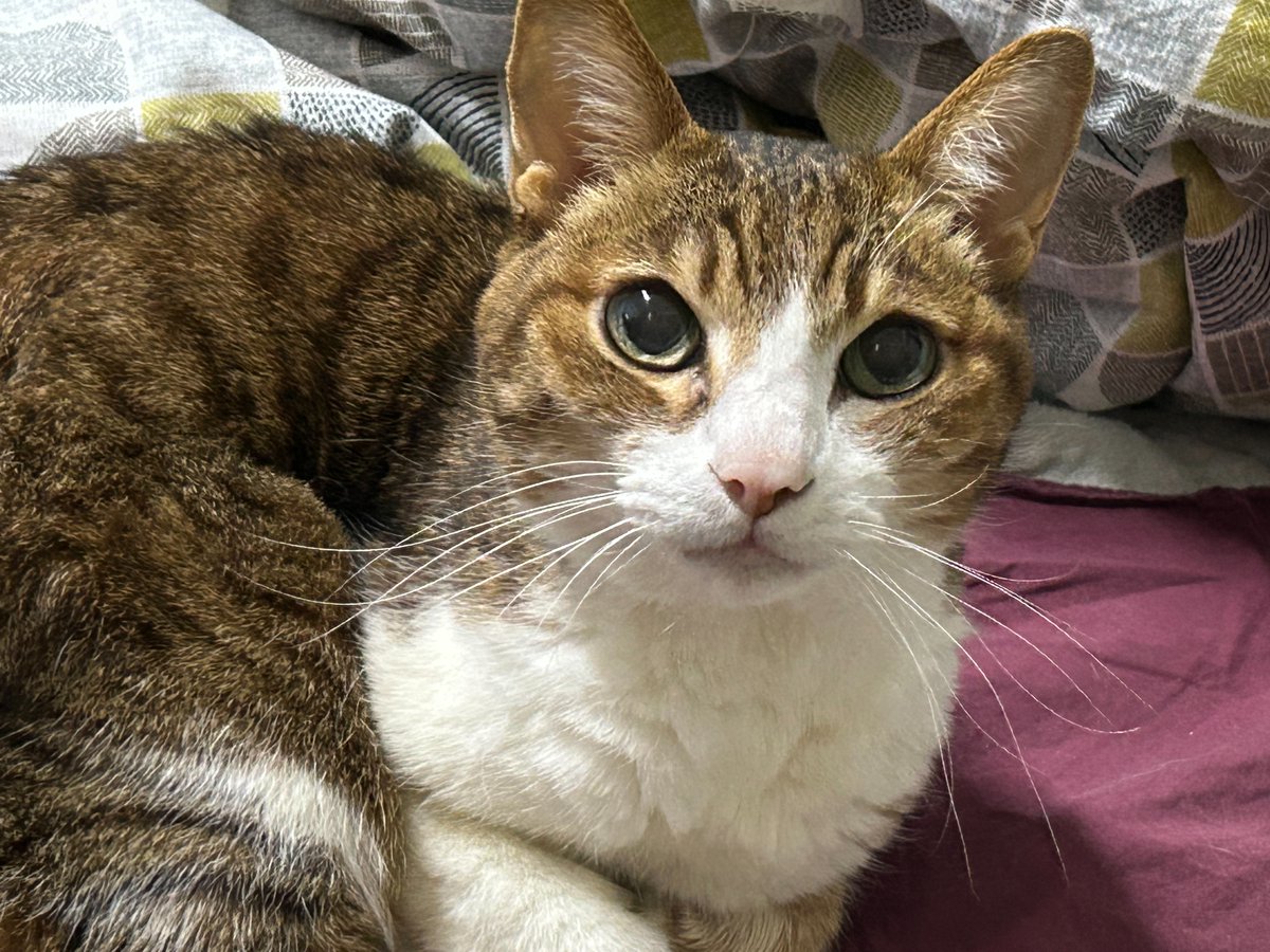 6/25 (三)是我的愛貓 20歲生日
遇見他的場景，還歷歷在目
若那個大雨天，在大馬路錯過了他，沒有帶他回家的話
那麼我的人生，會少了那一塊最重要的拼圖
6/25 (三) 晚上 8點半，公開 OP、大廳、ED，以及我的愛貓形象
直播連結：youtube.com/live/3rXV8RLOA…