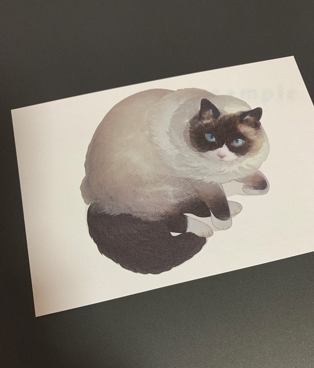 猫の画像 ⺣̤̬ ₎ on X: 