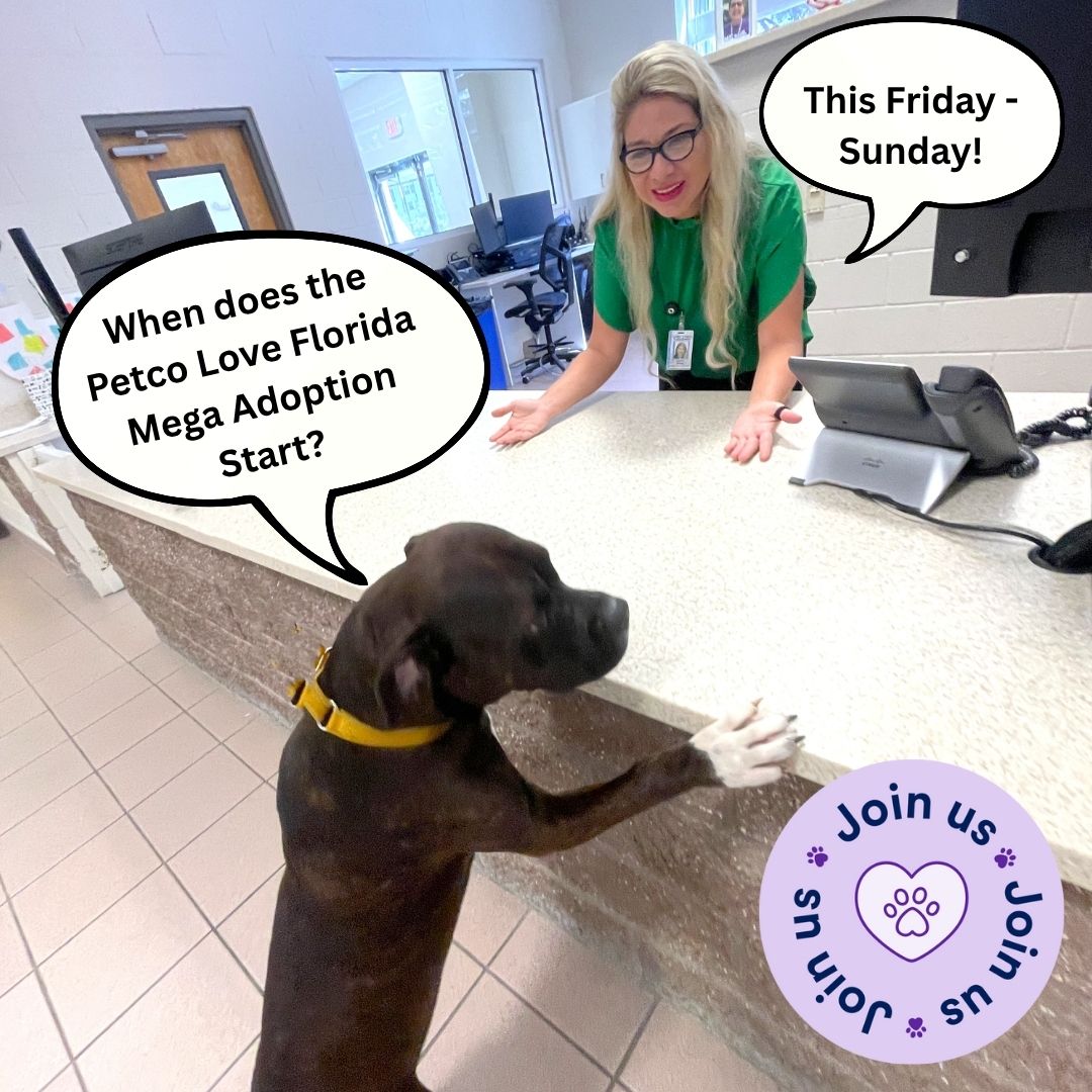 CollierCountyDAS tweet media