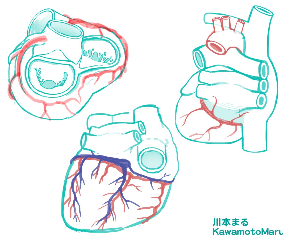 心臓の練習。あまり描かない向きで。
私の立場では実物を観察してスケッチができないので「本当にこうなんだろうか」といつも思います。恐竜や古生物を描かれている方も、実物を見られないという点で同様かと思うのですが、写真さえないものを再現して描くのはさらに難易度が高いですよね。