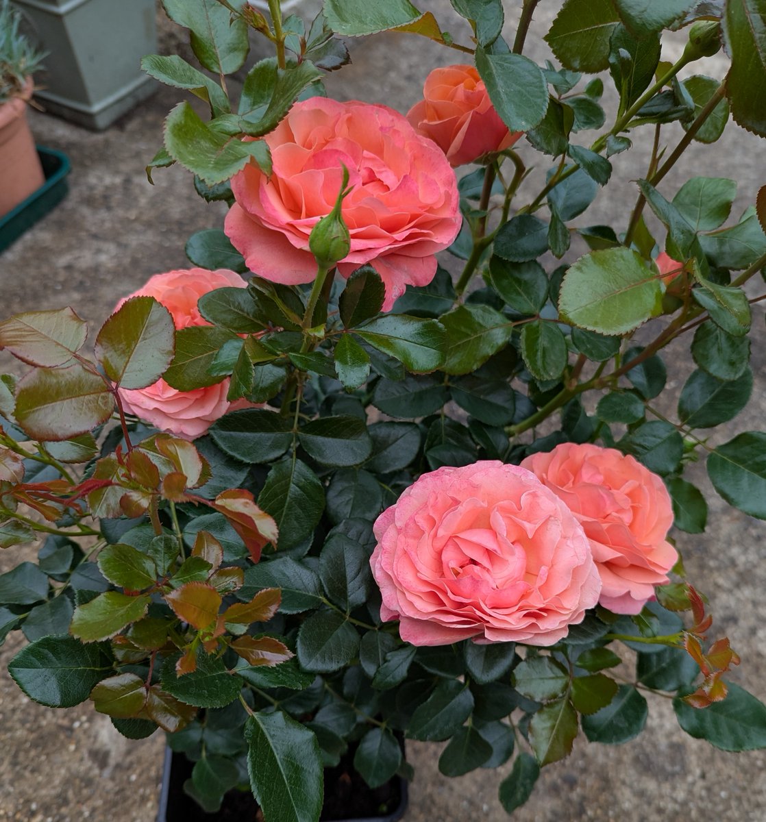Wow! Consider my socks well and truly blown off 😍😍😍
Rose of the Year 2026 'Coral Gardens' is an absolute stunner! What a beautiful colour and fragrant too. Copper young foliage and rich coral flowers, what's not to love.
Get your orders in now!!! You'll love it 🌹🌹🌹