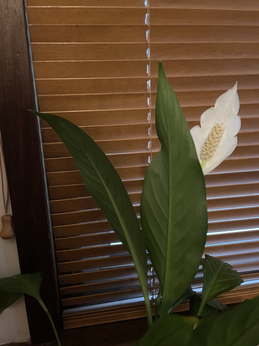 This is the first time my Peace Lily has flowered - a good omen?🙏🏼