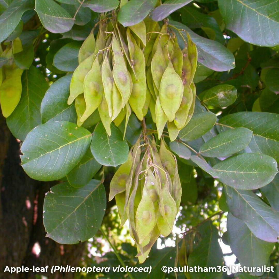 BotSocSA (@botsocsa) on Twitter photo With its violet blooms & apple-shaped leaves, the Apple-leaf (๐๐ฉ๐ช๐ญ๐ฆ๐ฏ๐ฐ๐ฑ๐ต๐ฆ๐ณ๐ข ๐ท๐ช๐ฐ๐ญ๐ข๐ค๐ฆ๐ข) brings beauty to bushveld & streambanks in Limpopo, Mpumalanga & KZN. A protected species & "rain tree" with cultural & ecological value. #TreeTuesday #BotSocSA ๐ณ๐ With its violet blooms & apple-shaped leaves, the Apple-leaf (๐๐ฉ๐ช๐ญ๐ฆ๐ฏ๐ฐ๐ฑ๐ต๐ฆ๐ณ๐ข ๐ท๐ช๐ฐ๐ญ๐ข๐ค๐ฆ๐ข) brings beauty to bushveld & streambanks in Limpopo, Mpumalanga & KZN. A protected species & "rain tree" with cultural & ecological value. #TreeTuesday #BotSocSA ๐ณ๐