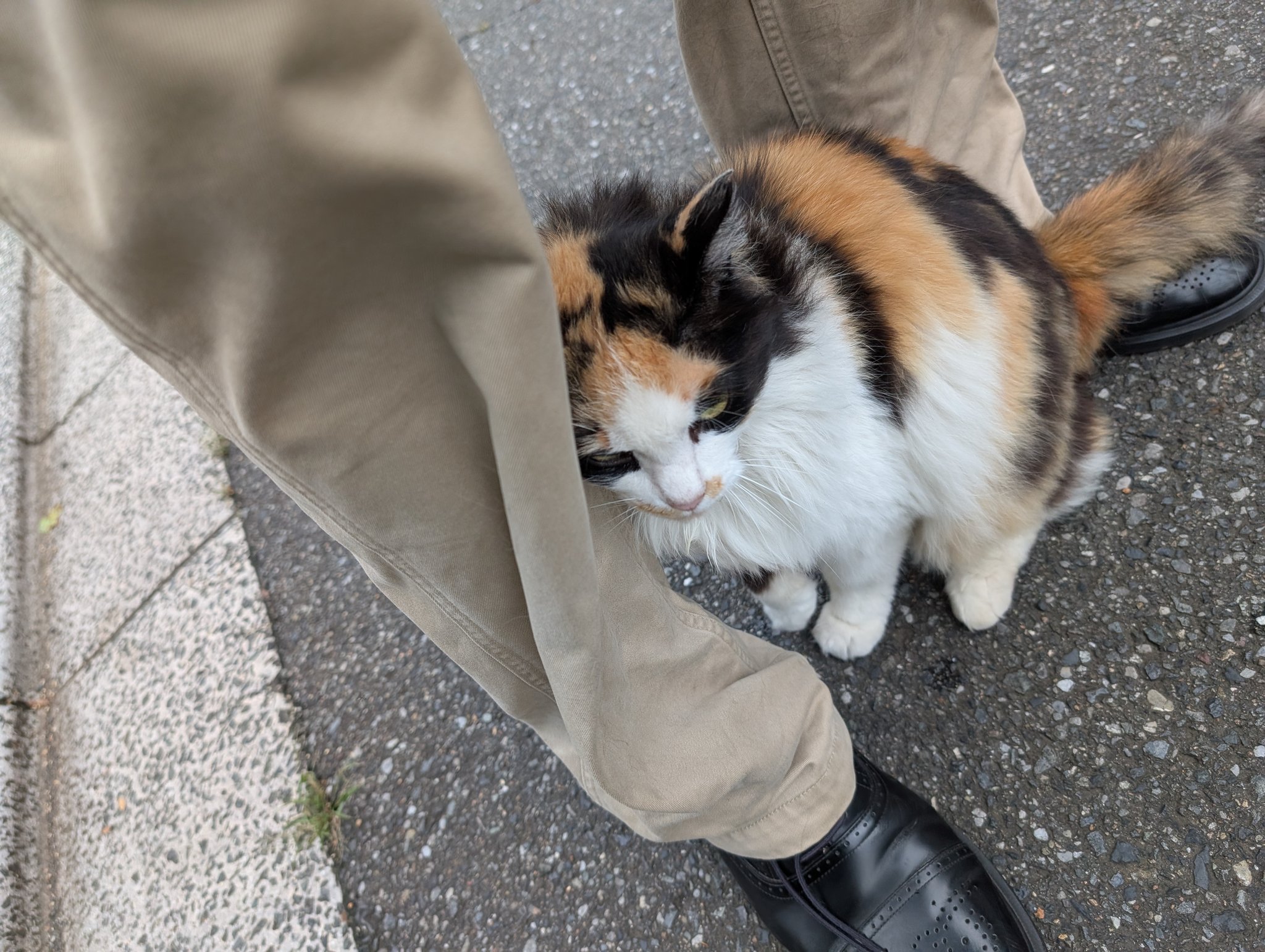 1/12 現用 タクティカル・キャット 戦術猫 | HLJ.co.jp
