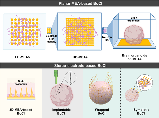 SPJournals's tweet image. JUST PUBLISHED: Opportunities and Challenges of Brain-on-a-Chip Interfaces
Click here to read the latest free, Open Access article from Cyborg and Bionic Systems: spj.science.org/doi/10.34133/c…