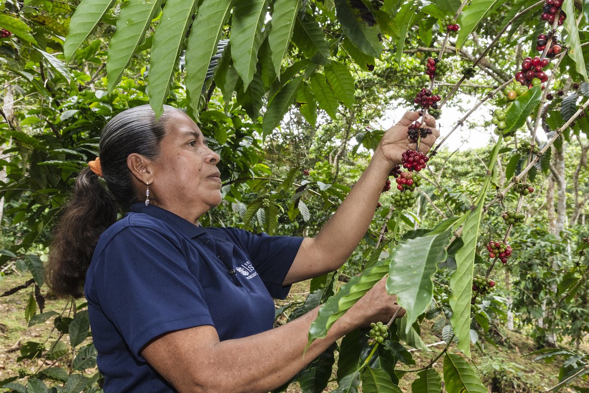 🌳 Algunas comunidades de la cuenca siembran café para proteger los suelos.
👉 ¿Qué cultivos sostenibles conoces en tu región?