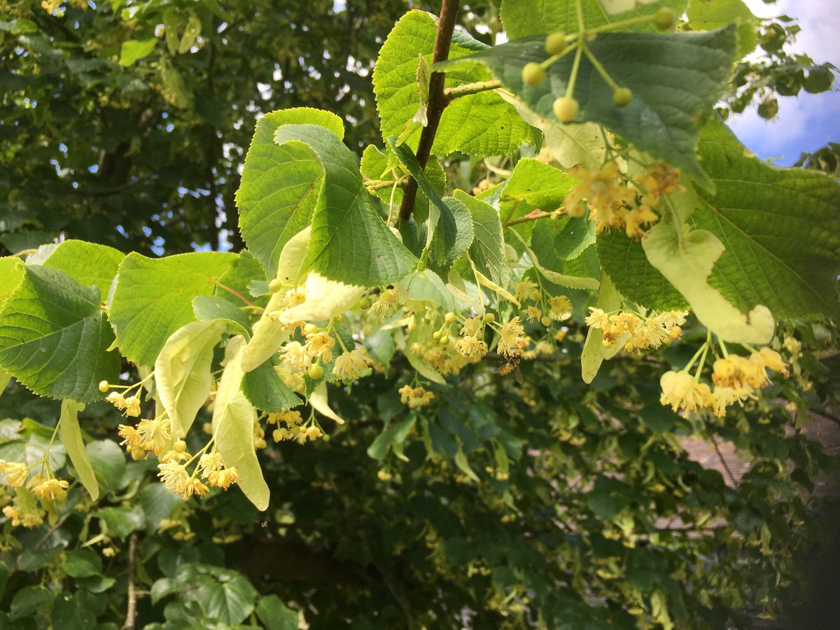 Day 24 #30 DaysWild Noticing … the scent of lime flowers