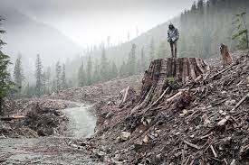 #Clearcutting coming to a forest near you. theguardian.com/us-news/2025/j…