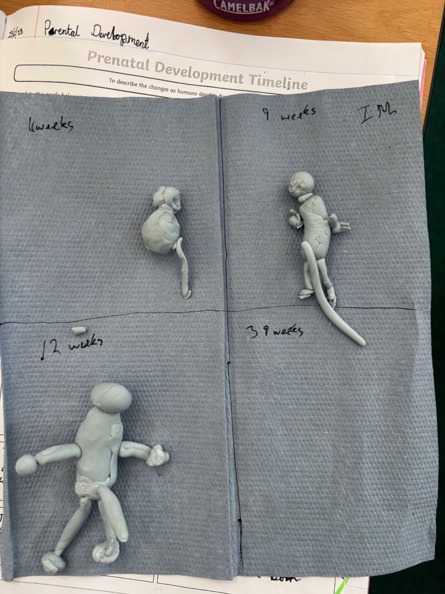 Whitchurch1's tweet image. Year 5 have been looking at prenatal development, their challenge was to make models to show some of their stages.  #wpsscience