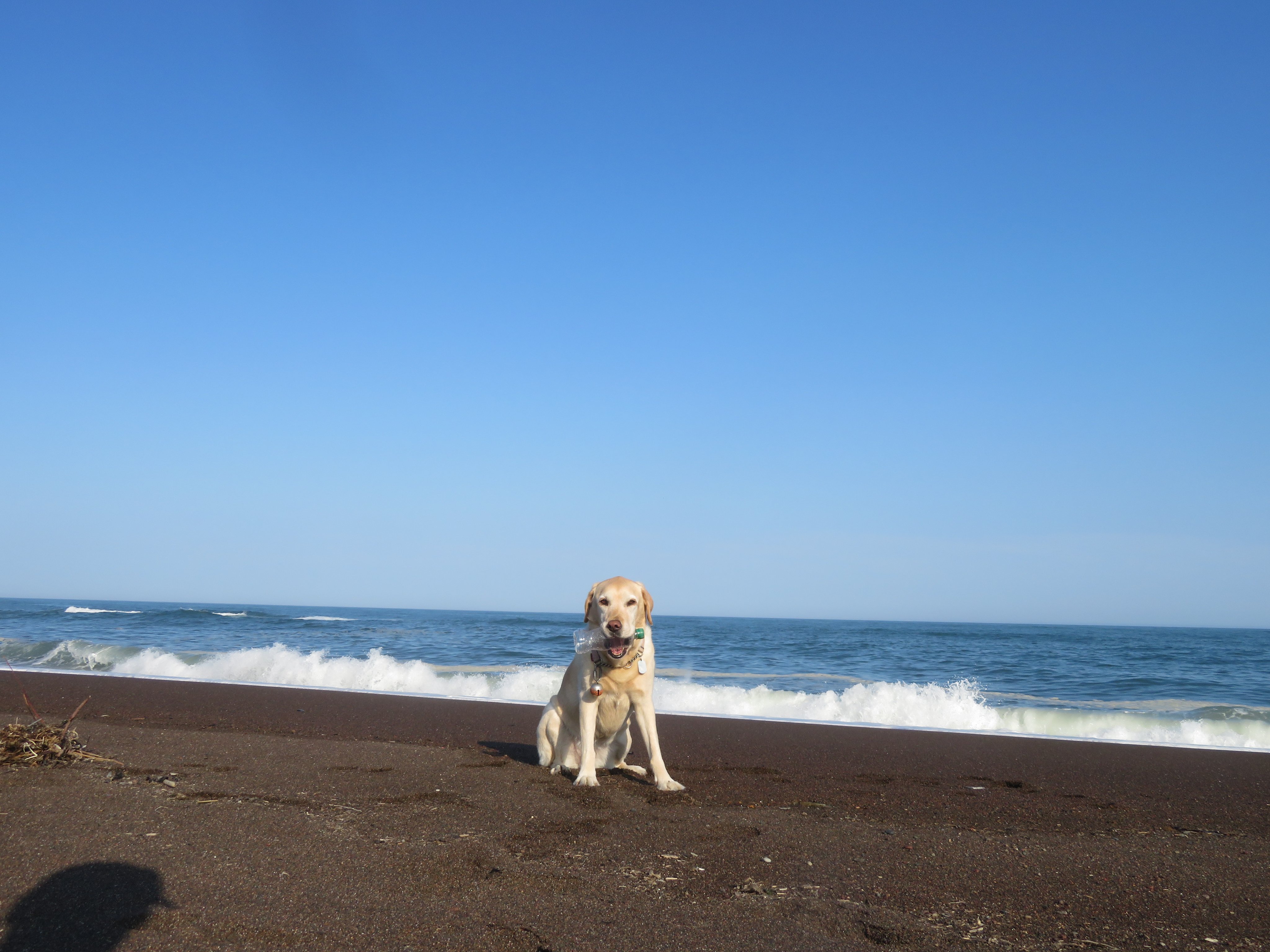 楽天市場】節句 雛人形 ひな人形 脇飾り お祝い 狛犬 犬張子
