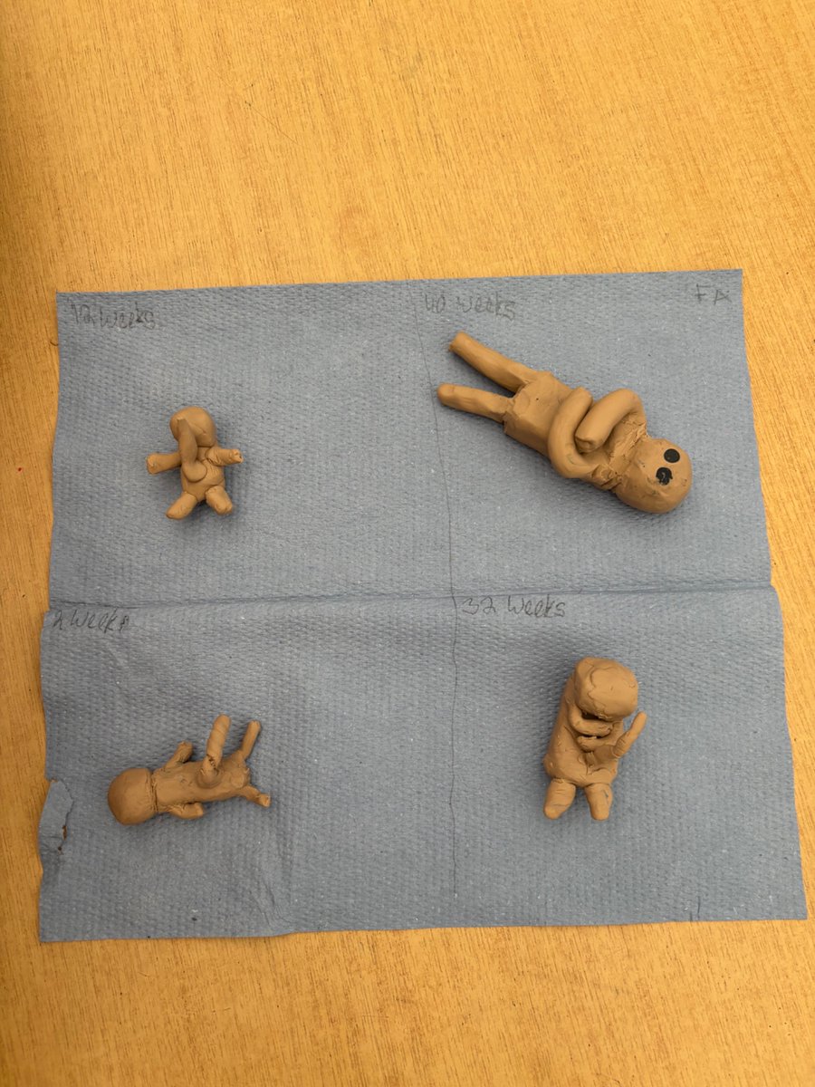 Whitchurch1's tweet image. Year 5 have been looking at prenatal development, their challenge was to make models to show some of their stages.  #wpsscience