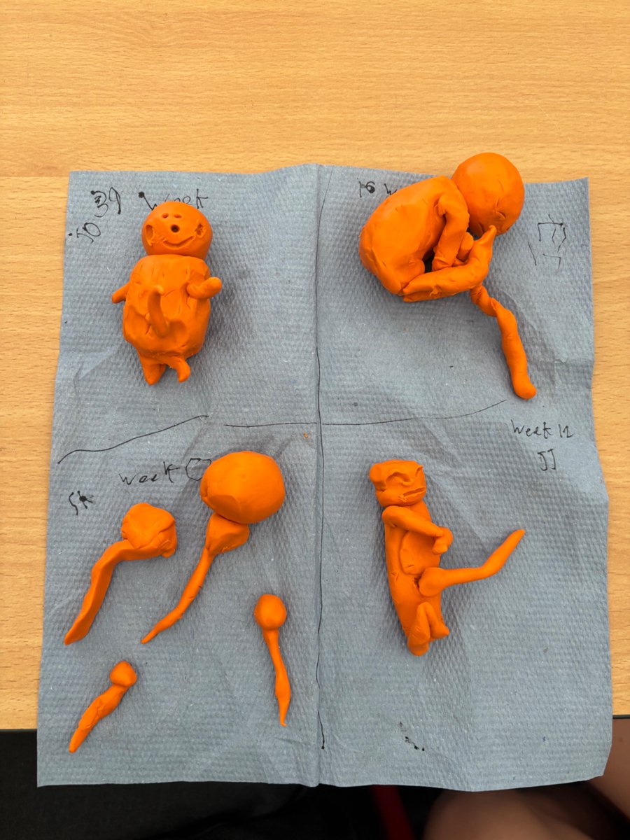 Whitchurch1's tweet image. Year 5 have been looking at prenatal development, their challenge was to make models to show some of their stages.  #wpsscience