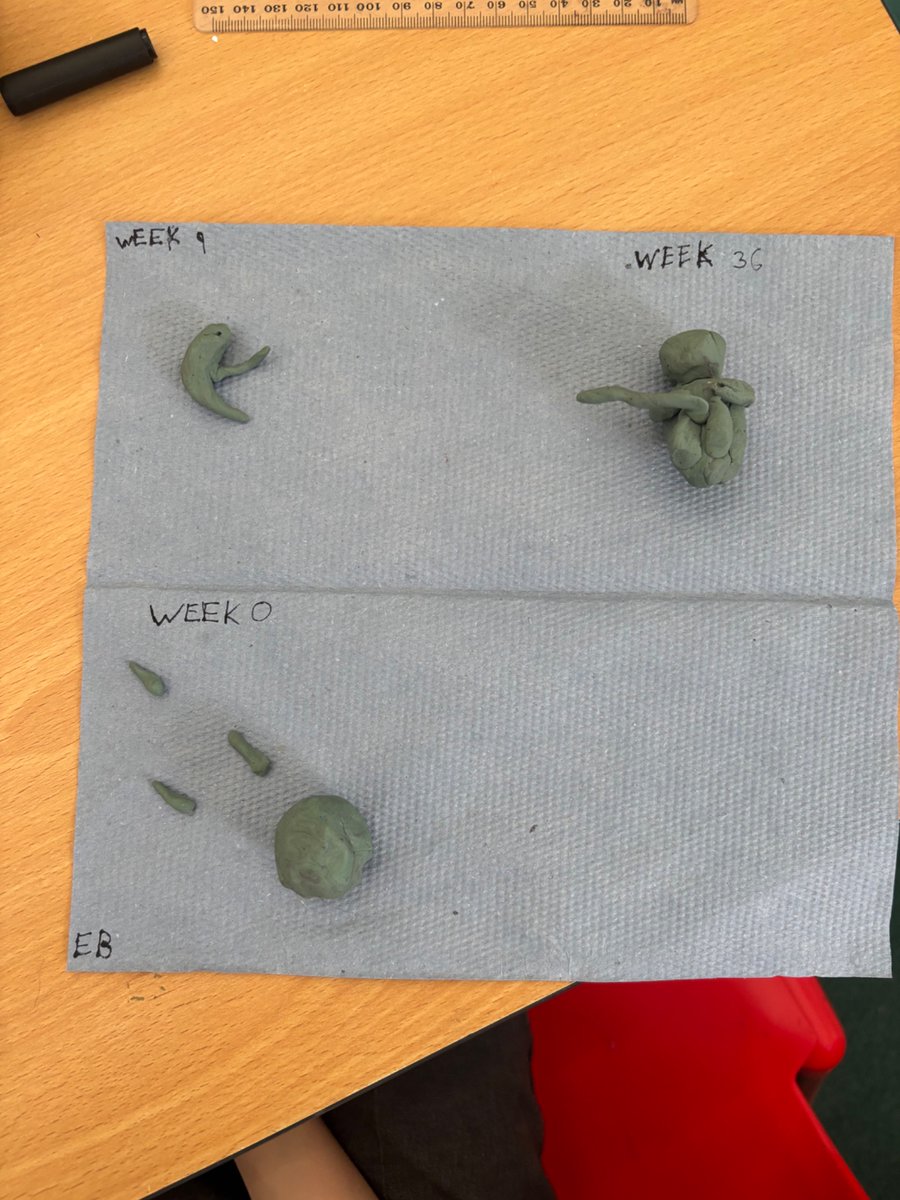 Whitchurch1's tweet image. Year 5 have been looking at prenatal development, their challenge was to make models to show some of their stages.  #wpsscience