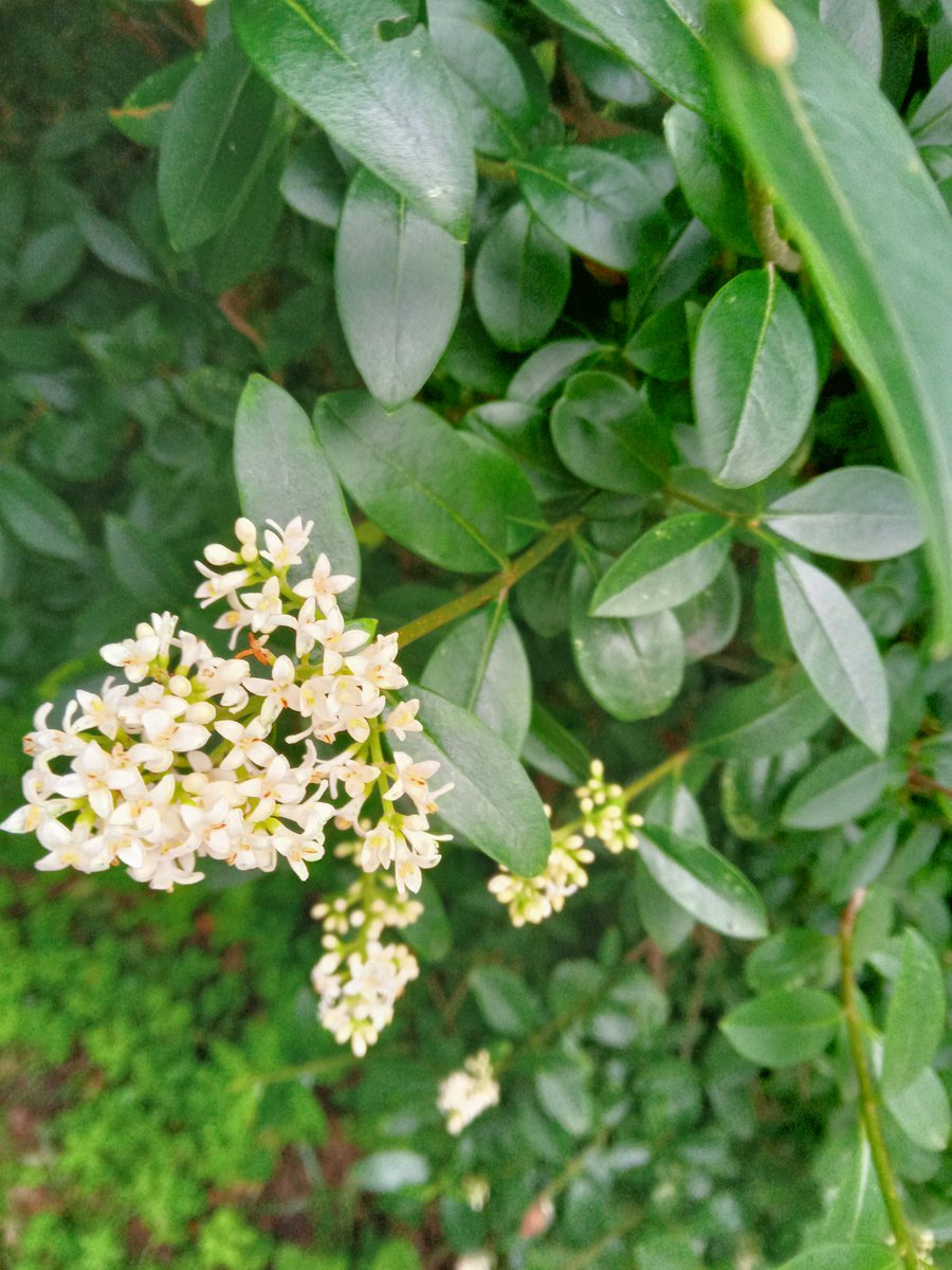 Живая изгородь из сирени. Впервые такое вижу. Аромат потрясающий!