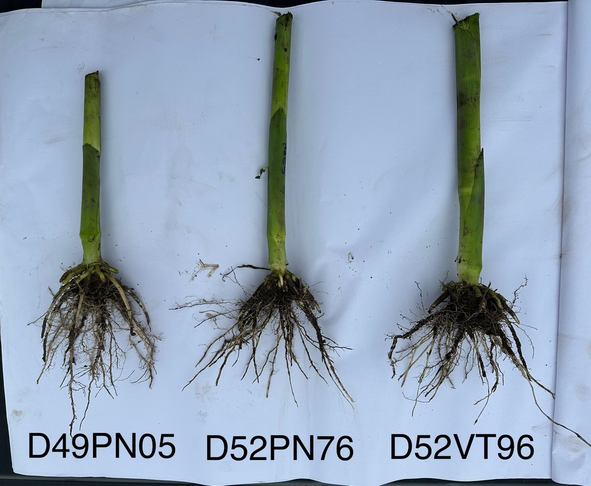 Dyna-Gro Seed, Cornbelt East tweet media