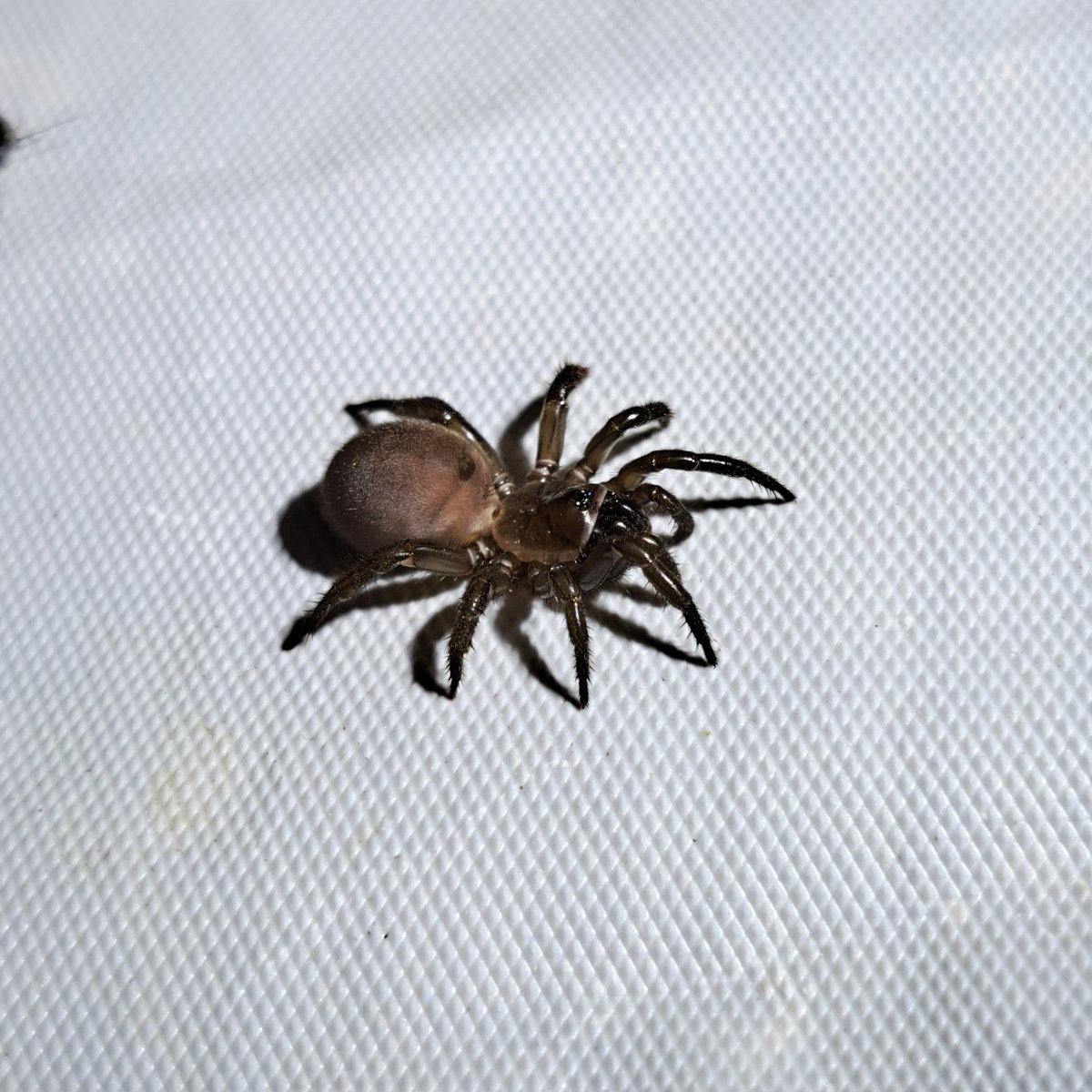 これエゾトタテグモだよね？