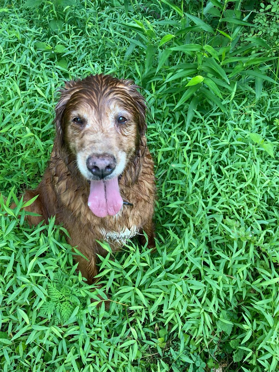 JudyK8e2sox's tweet photo. #TongueOutTuesday #GRC
*classic edition *
How I kept my cool on these very hot days😎🥰🌈💛🧡
Stay frosty, my frens😘♥️
#dogsoftwitter #goldenretriever #dogsofx #GoldenMemories #sugarface https://t.co/FyQSLYaBVF