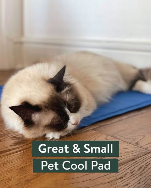 Adventure or staycation, keep your pets cool and make every moment a breeze with Pets Corner . 🌞🐾 

#PetSummerVibes #petscorner #summertime #cooldown