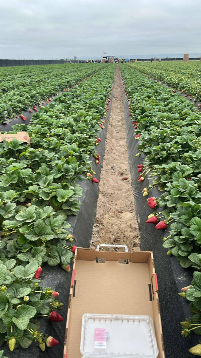 "Rosa" harvests strawberry in Santa Maria, CA: We work piece rate and I get paid $2.50/box. I work very fast as I have to pack a lot of boxes each day to earn enough to pay my rent and bills. It's a very tiring job. #WeFeedYou