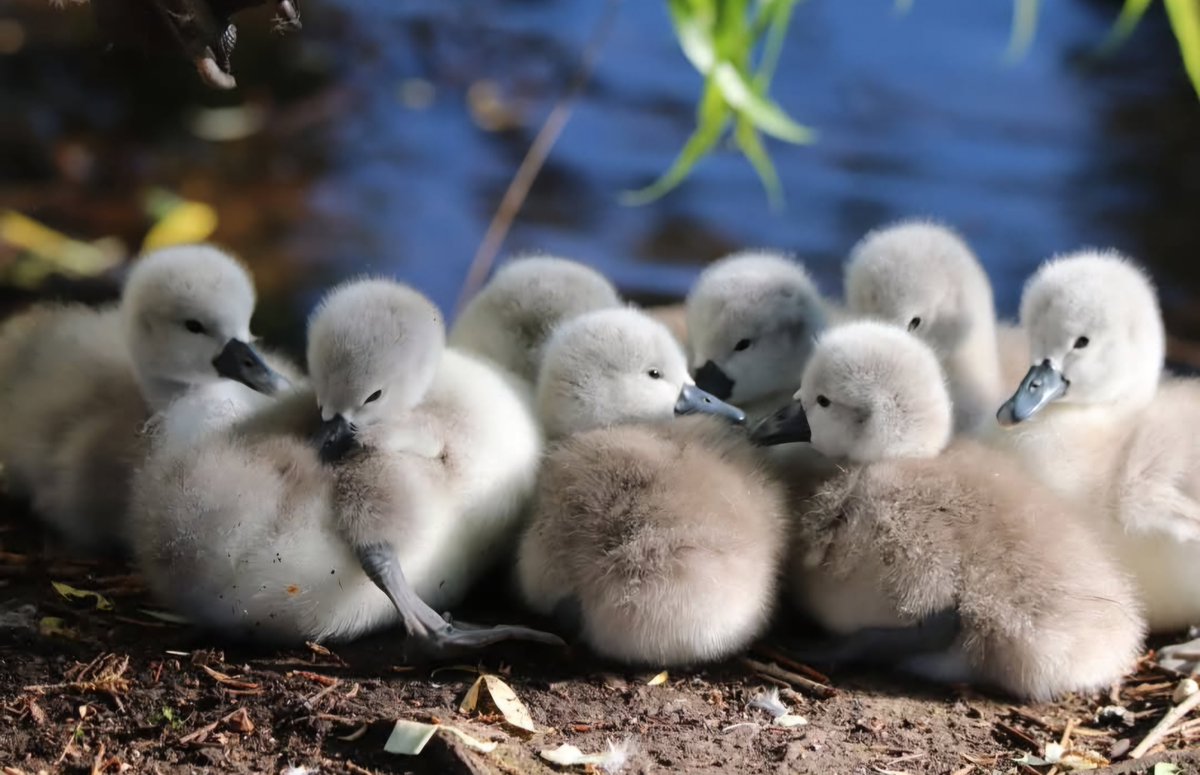 Officers attended another community meeting focused on the safety of our local wildfowl yesterday.
Since our last meeting, several perpetrators have been identified and dealt with by police. We are glad to see the proactive attitude of our residents!