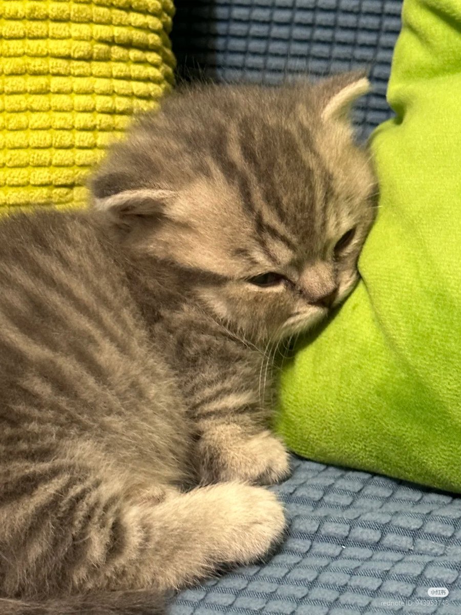 No Context Cats (@nocontextscats) on Twitter photo 