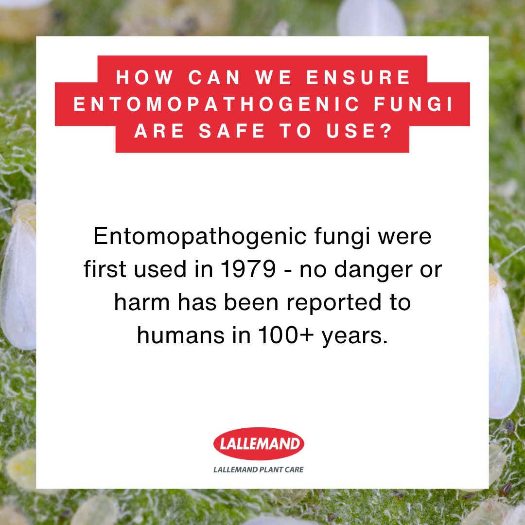 How do we know for certain that Cordyceps fungi pose no threat to humans or the environment? Read our k-center article to learn about the rigorous testing and long history of entomopathogenic fungi use in agriculture ow.ly/pcGq50W7Mu5