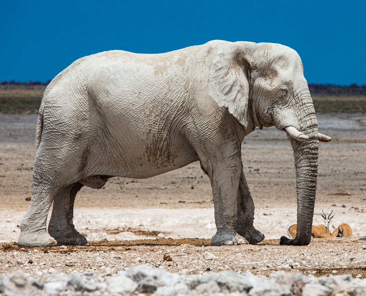 PrimeUganda's tweet photo. Wondering what traveling in Namibia entails? Look no further, this Namibia travel guide is the ultimate key to curing your curiosity! https://t.co/e1D1MmnhmG #primeugandasafaris #namibiatravel #namibiasafaris #namibiasafari #namibiatour #namibiatours #tournamibia #visitnamibia https://t.co/CW6LMIRocS