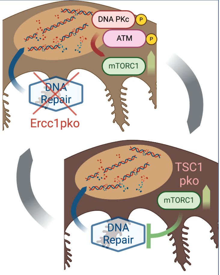 schumacherbj's tweet image. 🔥🔥🔥Check out our latest paper on the kidney, wonderful collaboration with Fabian Braun & Christine Kruschat. Read now: JCI Insight - Loss of genome maintenance is linked to mTOR complex 1 signaling and accelerates podocyte damage insight.jci.org/articles/view/…