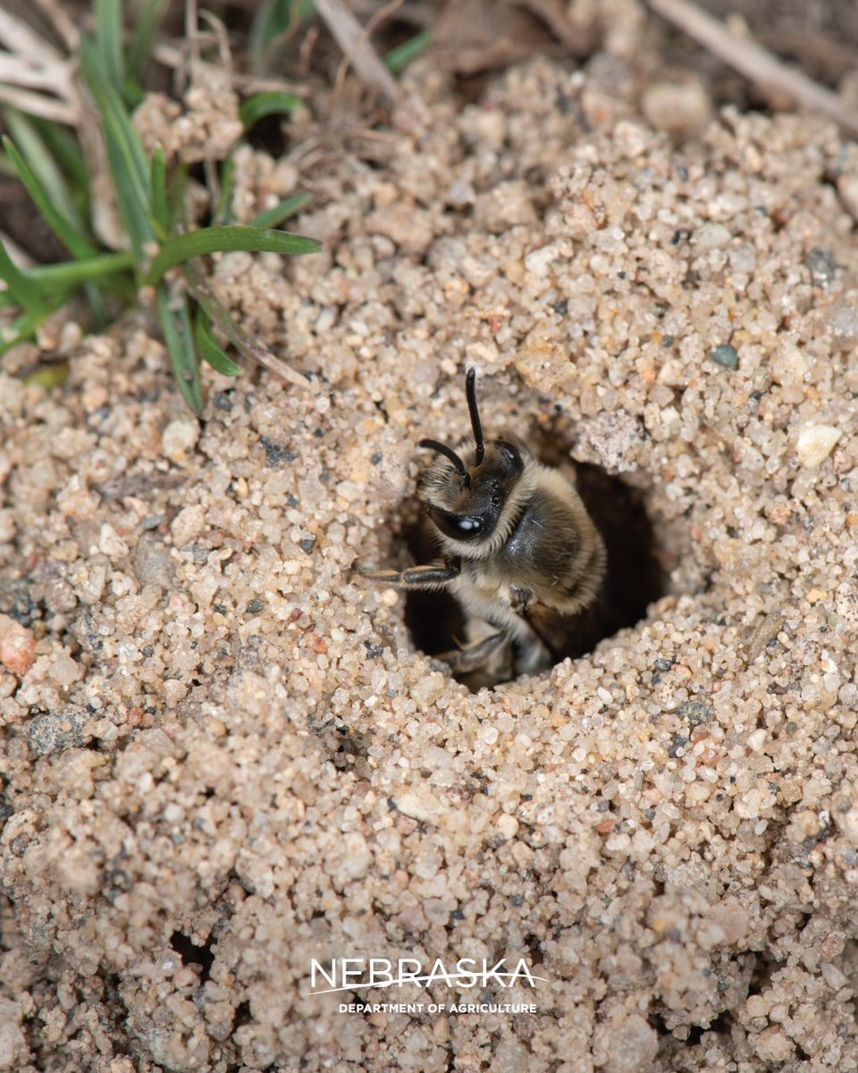 In honor of Pollinator Month, we're continuing to learn more about pollinators this week. Contrary to popular belief, most bees nest in the ground and are considered solitary. Only honeybees live in a hive and are considered social.