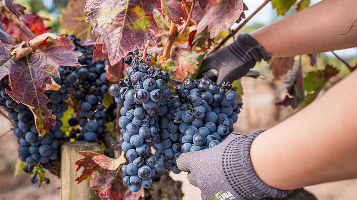 Instituto de Ciencias de la Vid y del Vino (ICVV) (@icvv_rioja) on Twitter photo 🍷🍇#SeminariosICVV
📝Implicaciones ecológicas y evolutivas de las interacciones tritróficas entre plantas, insectos herbívoros y sus enemigos naturales'
🗣️Carla Vázquez González <a href="/mbg_csic/">Misión Biológica de Galicia - CSIC</a>
📅27 junio
🕛11:30h
📍La Grajera
➕ unirioja.es/actividades/se…
<a href="/CSIC/">CSIC</a> <a href="/lariojaorg/">Gobierno de La Rioja</a> <a href="/unirioja/">Universidad de La Rioja</a> 🍷🍇#SeminariosICVV
📝Implicaciones ecológicas y evolutivas de las interacciones tritróficas entre plantas, insectos herbívoros y sus enemigos naturales'
🗣️Carla Vázquez González <a href="/mbg_csic/">Misión Biológica de Galicia - CSIC</a>
📅27 junio
🕛11:30h
📍La Grajera
➕ unirioja.es/actividades/se…
<a href="/CSIC/">CSIC</a> <a href="/lariojaorg/">Gobierno de La Rioja</a> <a href="/unirioja/">Universidad de La Rioja</a>
