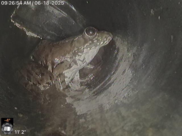 When assessing your downspout drainage lines for tree roots or damaged areas, sometimes we find new friends! 🐸👋 This is Larry, he's a little upset his home is in need of repair...